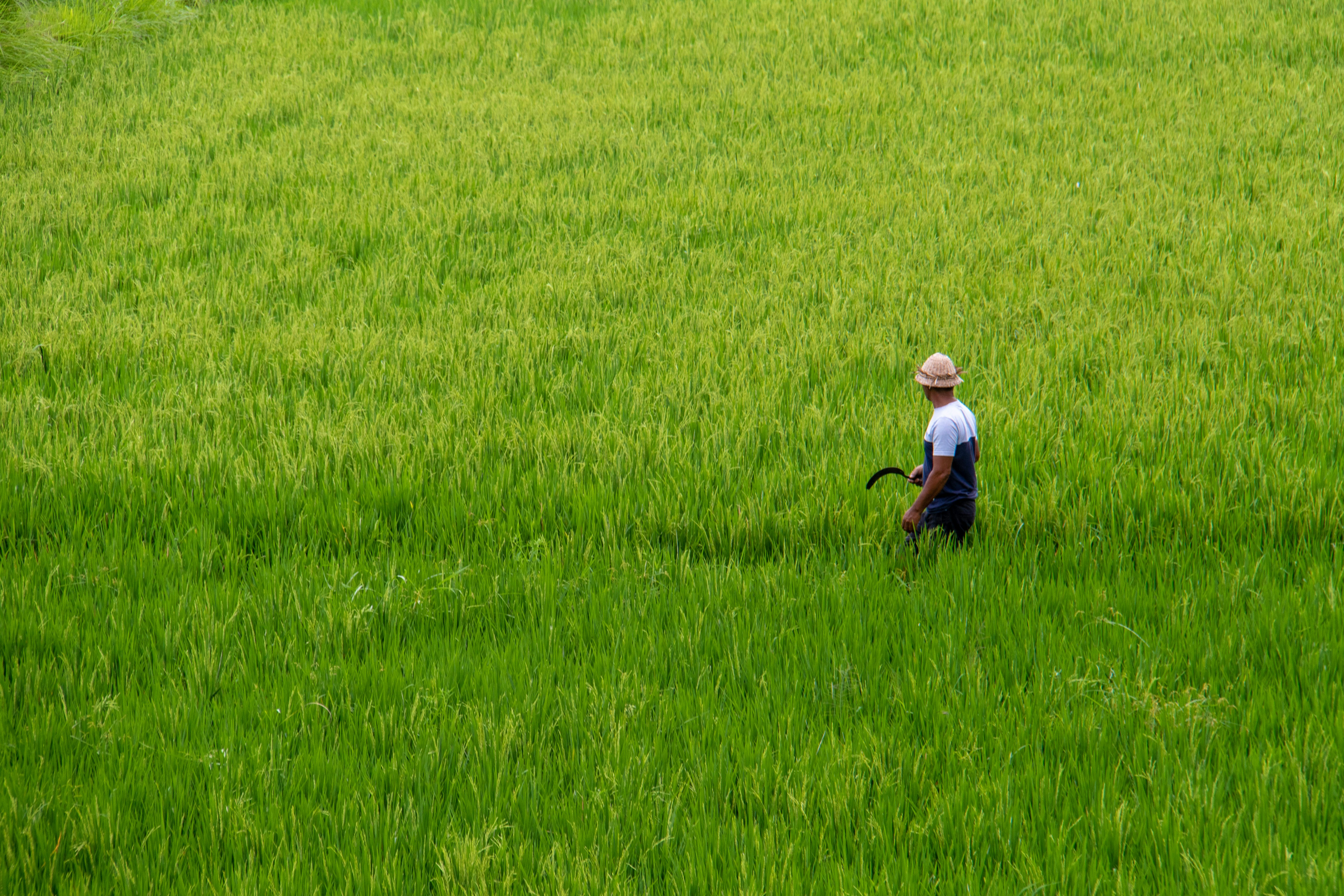 man holding sickle at the ricefield